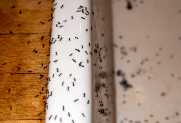 Spider Control Near Me in Hallandale Beach, FL