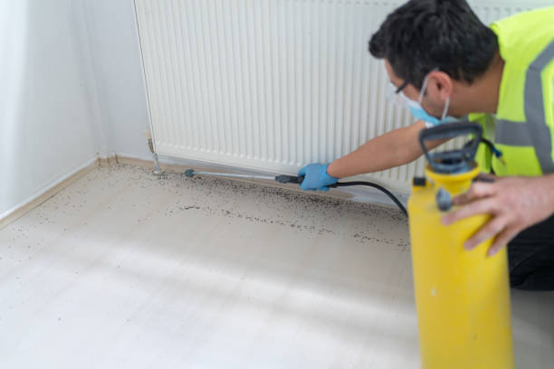 Best Ant Control Services  in Hallandale Beach, FL