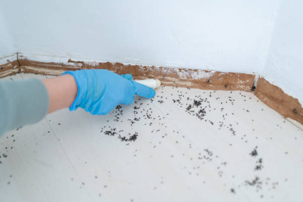 Best Mosquito Control Services  in Hallandale Beach, FL